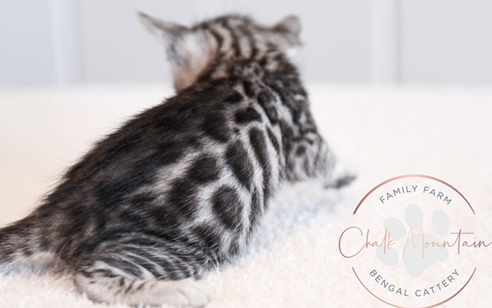 Bengal kitten for sale